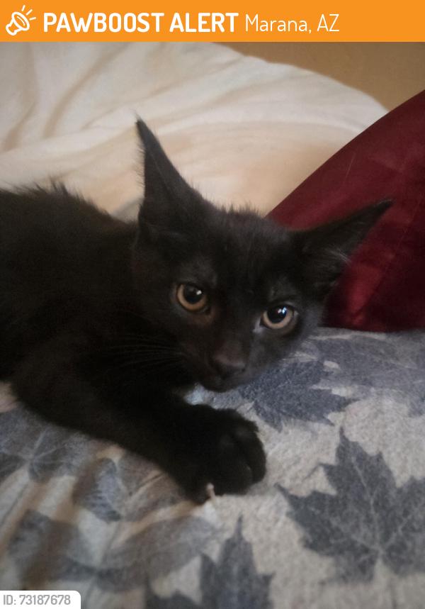 Found/Stray Female Cat last seen Anway and sandy, Marana, AZ 85653