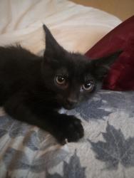 Found/Stray Female Cat last seen Anway and sandy, Marana, AZ 85653