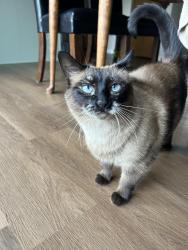 Reunited Female Cat last seen Kelly’s bleachers, Wind Lake, WI 53185