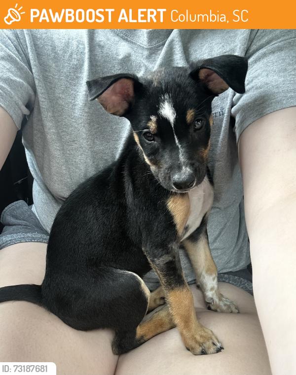 Found/Stray Female Dog last seen Right near Benedict College, Columbia, SC 29204