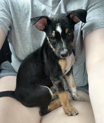 Found/Stray Female Dog last seen Right near Benedict College, Columbia, SC 29204