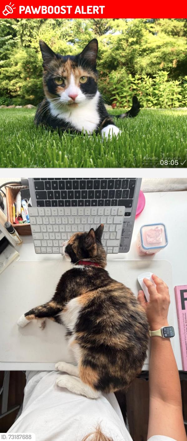 Lost Female Cat last seen E113NG, London, Greater London, England E11 3NG