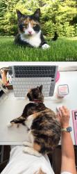 Lost Female Cat last seen E113NG, London, Greater London, England E11 3NG
