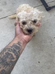 Found/Stray Male Dog last seen Clarendon ave, Dallas, TX 75211