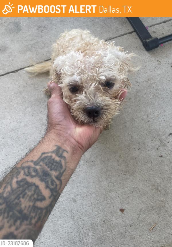 Found/Stray Male Dog last seen Clarendon ave, Dallas, TX 75211