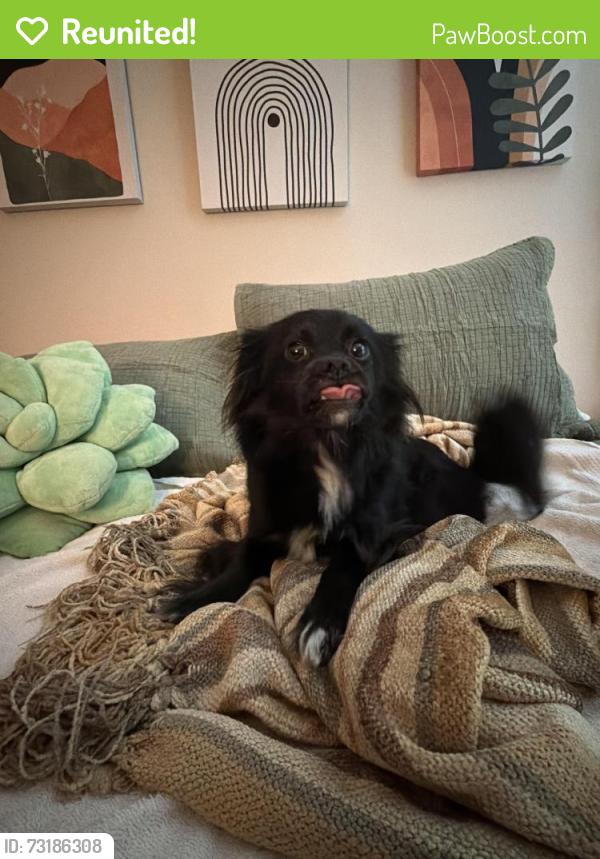 Reunited Female Dog last seen Jones Franklin Rd, Wildwoods of Lake Johnson apmts, Raleigh, NC 27606
