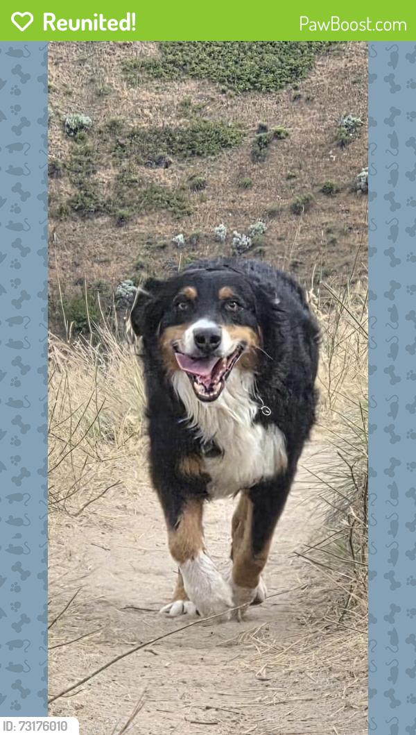 Reunited Male Dog last seen Broadway avenue Meridian 83642, Meridian, ID 83642