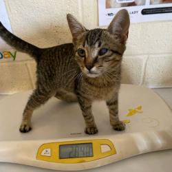 Shelter Stray Male Cat last seen , 2350 Appling City Cove, Memphis, TN 38133, USA