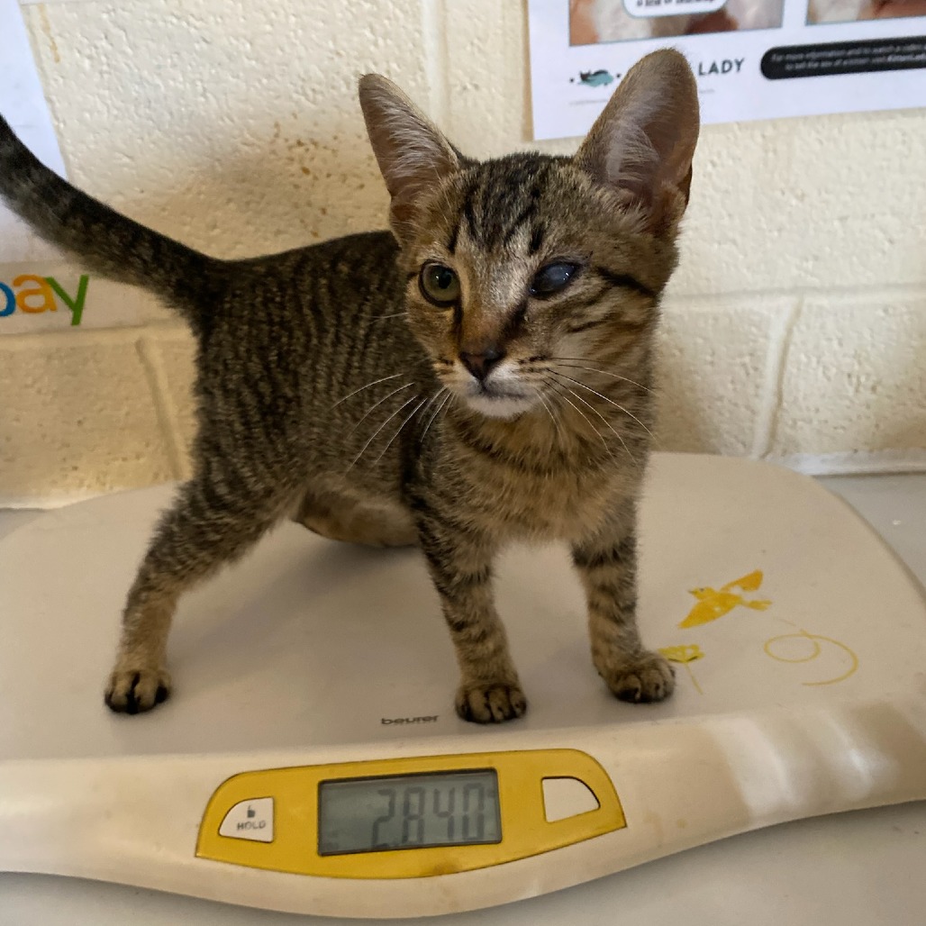 Shelter Stray Male Cat last seen , 2350 Appling City Cove, Memphis, TN 38133, USA