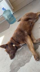 Lost Male Dog last seen Manillia rd and I70, Bennett, CO 80102