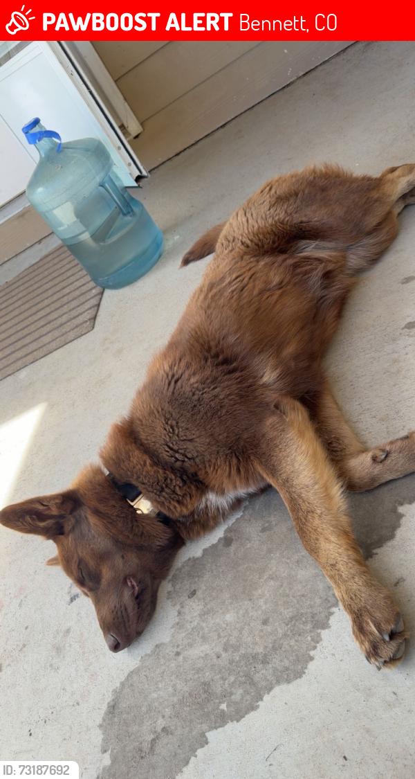 Lost Male Dog last seen Manillia rd and I70, Bennett, CO 80102