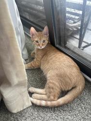Found/Stray Female Cat last seen Park Avenue, Tampa, FL 33610