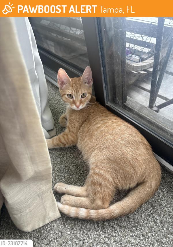 Found/Stray Female Cat last seen Park Avenue, Tampa, FL 33610