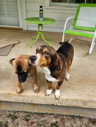 Found/Stray Male Dog last seen Hwy 55 between bowling alley and new Dollar general, Erwin, NC 28334