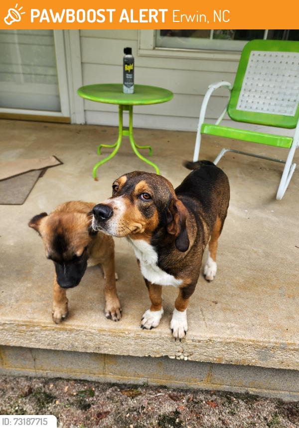 Found/Stray Male Dog last seen Hwy 55 between bowling alley and new Dollar general, Erwin, NC 28334