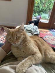 Lost Male Cat last seen NE 115th and Roosevelt, Seattle, WA 98125