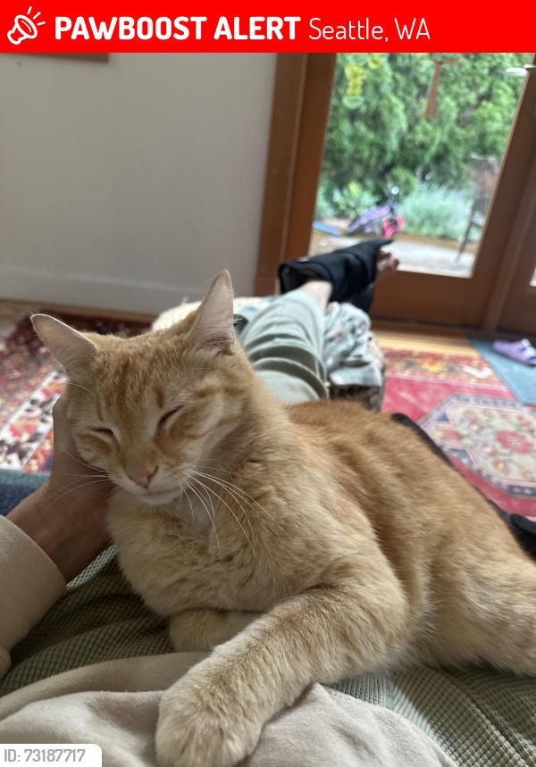 Lost Male Cat last seen NE 115th and Roosevelt, Seattle, WA 98125