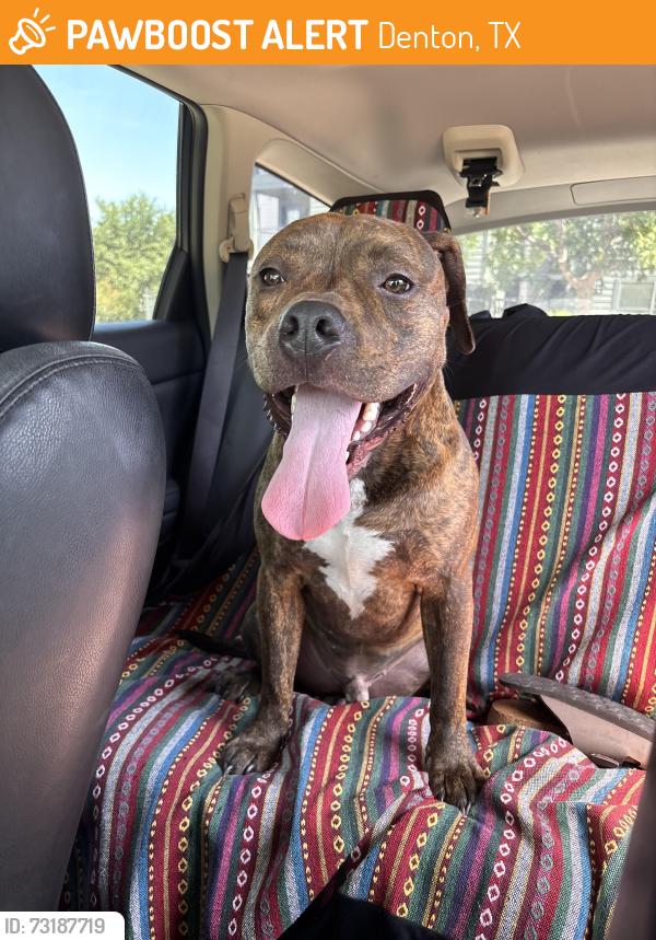 Found/Stray Male Dog last seen Cleveland Street - Gateway Apts - Denton, Denton, TX 76201