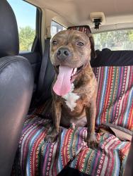 Found/Stray Male Dog last seen Cleveland Street - Gateway Apts - Denton, Denton, TX 76201