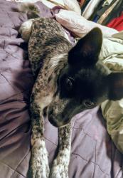 Found/Stray Female Dog last seen Economy inn, Rome, GA 30165