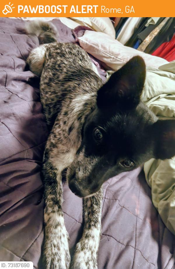 Found/Stray Female Dog last seen Economy inn, Rome, GA 30165