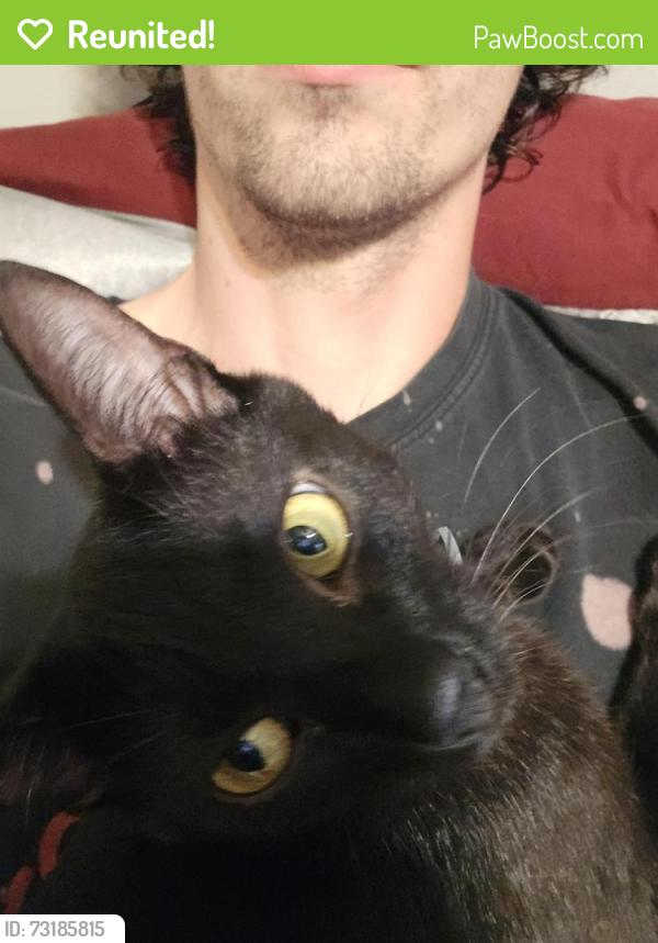 Reunited Female Cat last seen Sandswitch rd, brookmont ln, hillbrook ln, Chattanooga, TN 37343