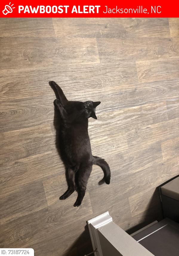 Lost Female Cat last seen Legacy at Abington place, Jacksonville, NC 28546