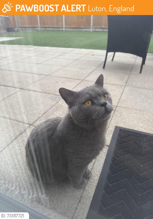 Found/Stray Male Cat last seen Willenhall Close, Luton, England 