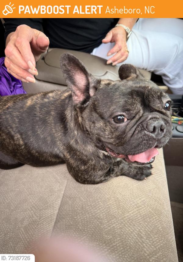 Found/Stray Unknown Dog last seen Spencer meadow and Tranquil Ln, Asheboro, NC 27205