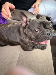 Found/Stray Unknown Dog last seen Spencer meadow and Tranquil Ln, Asheboro, NC 27205
