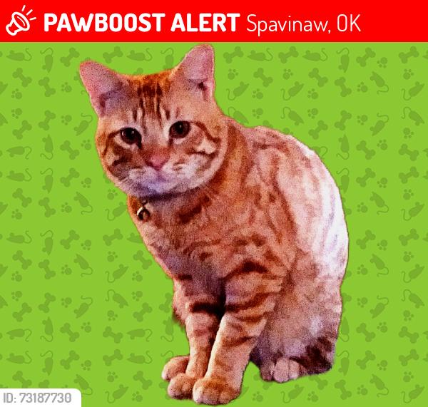 Lost Male Cat last seen Near highway 82 north spavinaw, Oklahoma 74366, Spavinaw, OK 74366