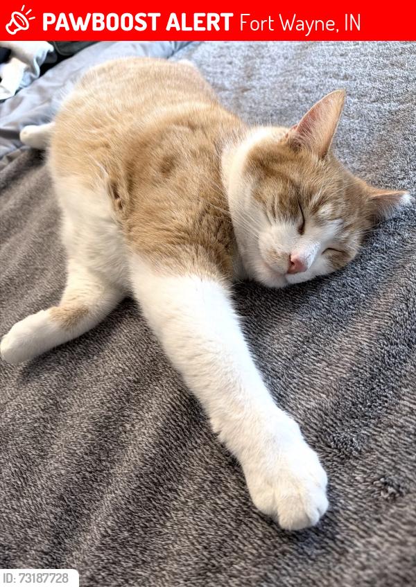 Lost Male Cat last seen Minnich & Maples Road, Fort Wayne, IN 46816