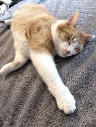 Lost Male Cat last seen Minnich & Maples Road, Fort Wayne, IN 46816