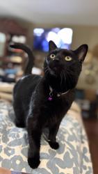 Lost Female Cat last seen Near Foxhunt Dr, Walton, KY 41094