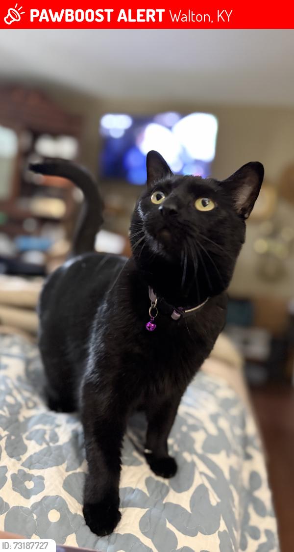 Lost Female Cat last seen Near Foxhunt Dr, Walton, KY 41094
