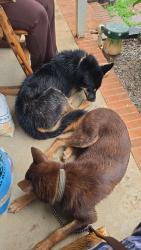 Reunited Male Dog last seen Inn View Dr, Inman, SC 29349