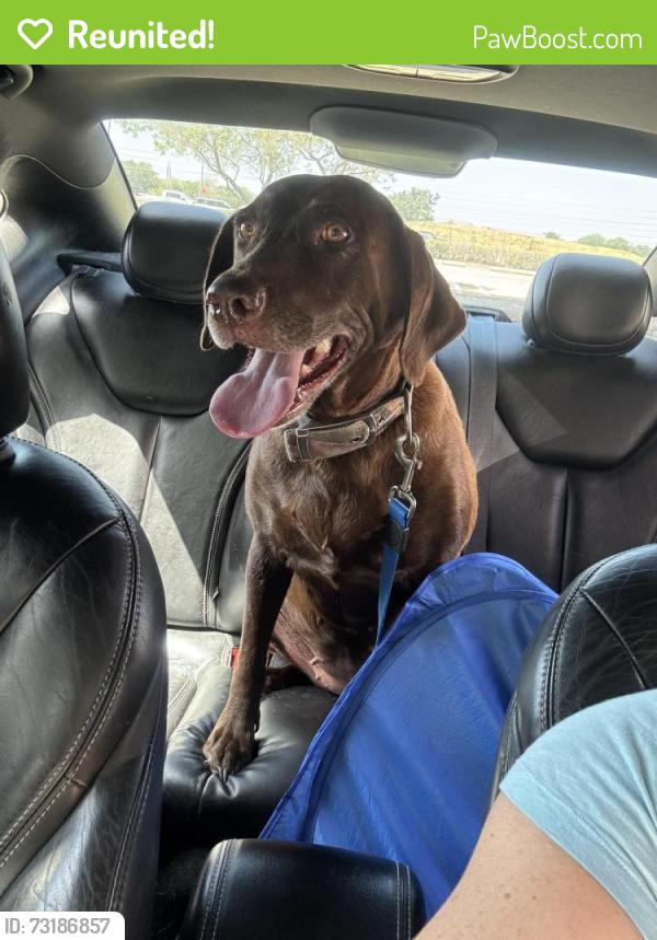 Reunited Female Dog last seen Shady Shores Elementary, Denton, TX 76208