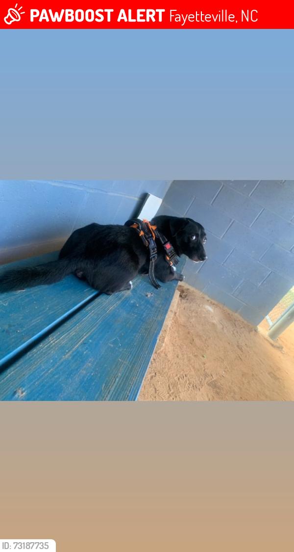 Lost Male Dog last seen Spokane / fisher rd, Fayetteville, NC 28306