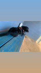 Lost Male Dog last seen Spokane / fisher rd, Fayetteville, NC 28306