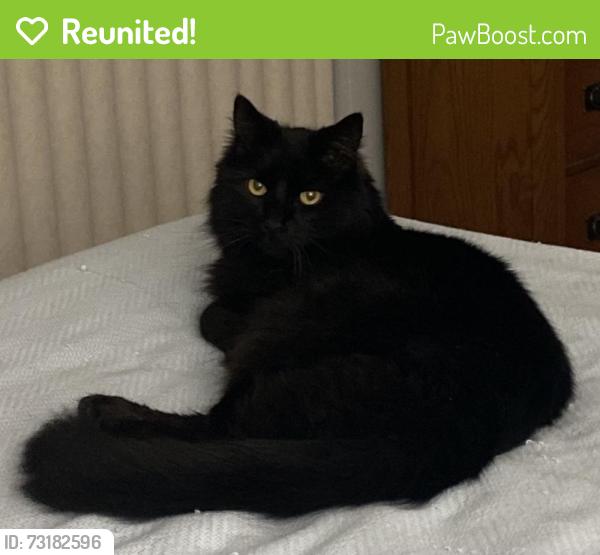 Reunited Male Cat last seen E. Dell Webb, Sun City Center, FL 33573