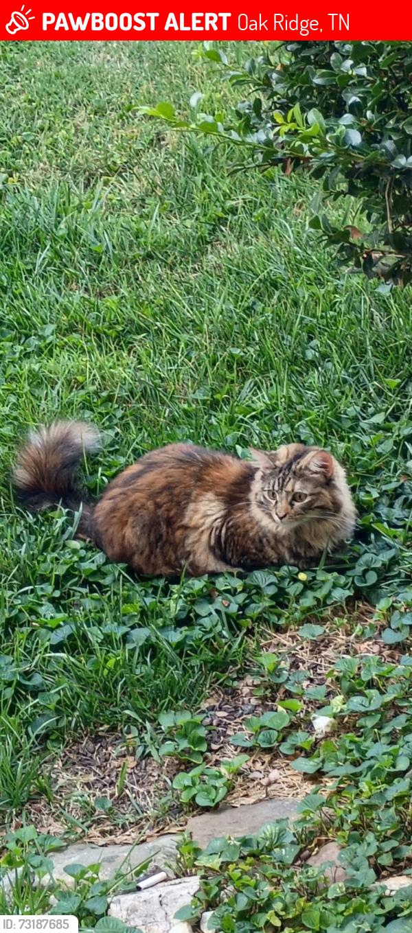 Lost Female Cat last seen Top of hill off Pennsylvania Avenue, before West Outer Drive., Oak Ridge, TN 37830