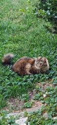 Lost Female Cat last seen Top of hill off Pennsylvania Avenue, before West Outer Drive., Oak Ridge, TN 37830
