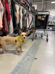 Reunited Female Dog last seen Near 8th St. Alameda, CA. 94501, Alameda, CA 94501