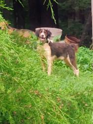Found/Stray Unknown Dog last seen Straight across from Clearview Baptist church, Lenoir, NC 28645