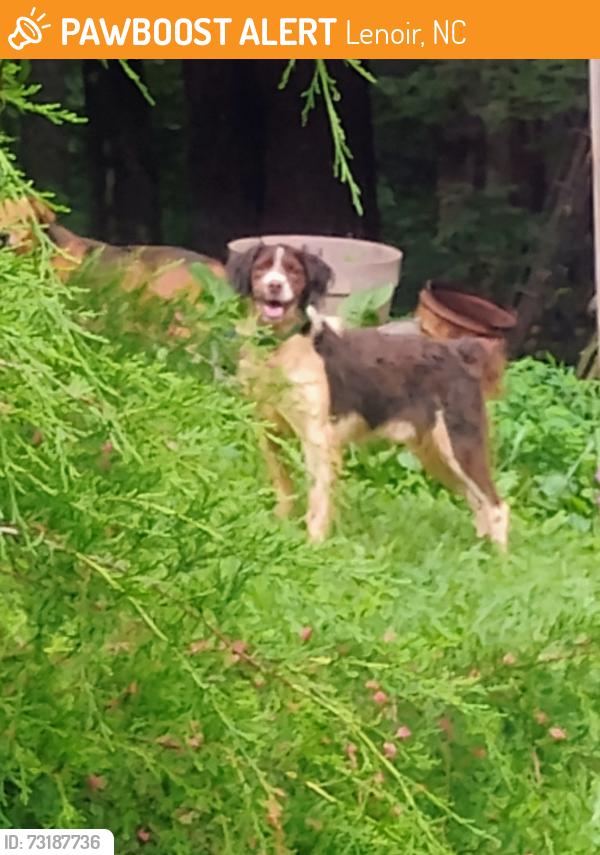 Found/Stray Unknown Dog last seen Straight across from Clearview Baptist church, Lenoir, NC 28645