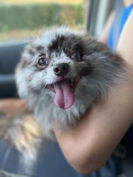 Reunited Male Dog last seen Columbia and Matthew’s St, Fort Collins, CO 80524