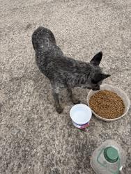 Found/Stray Female Dog last seen Starbucks 11412 fashion court Hesperia, Hesperia, CA 92344