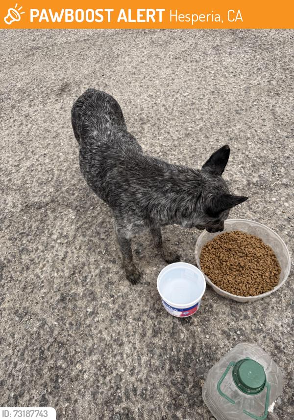 Found/Stray Female Dog last seen Starbucks 11412 fashion court Hesperia, Hesperia, CA 92344