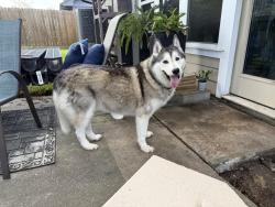Found/Stray Male Dog last seen Blackhawk blvd near eldorado, Friendswood, TX 77546