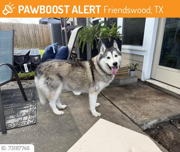 Found/Stray Male Dog last seen Blackhawk blvd near eldorado, Friendswood, TX 77546